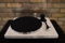 Pro-Ject Audio Systems 1-Xpression Carbon Classic Turnt... 2