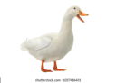 duckey's avatar