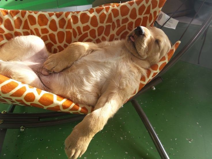 chillydog's avatar