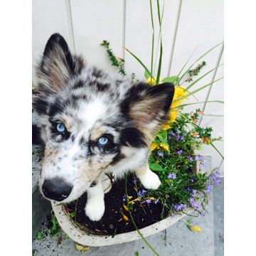 Astro, our second son messing the planters as they just arrived.
