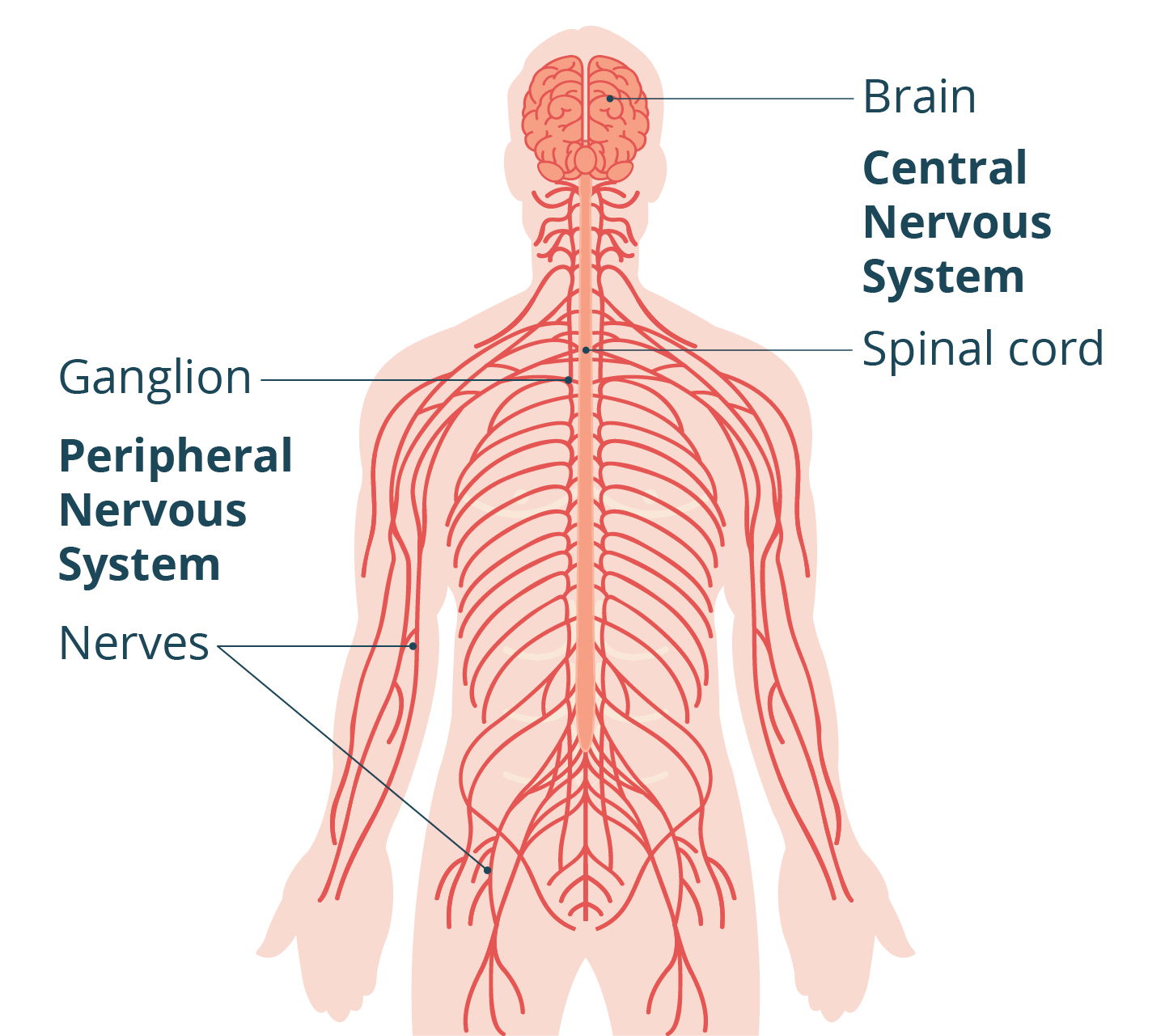 Nervous System
