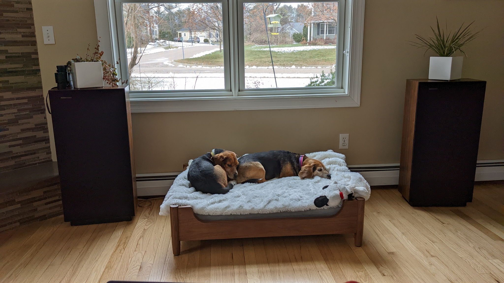 beagle bed