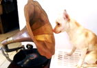 Lucky - will be acting in the capacity of the RCA Victor Dog. 